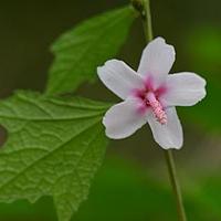 地桃花