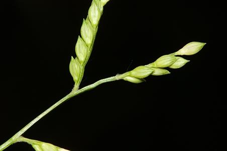 类黍尾稃草