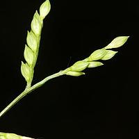 类黍尾稃草