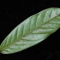 紫玉盘属
