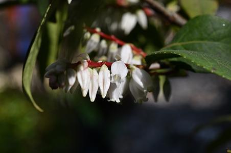 白花越橘