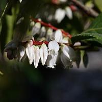 白花越橘
