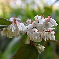 白花越橘