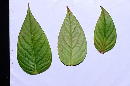 泡泡叶越橘