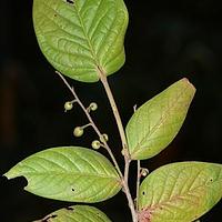 泡泡叶越橘