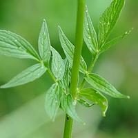 缬草