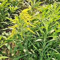 加拿大一枝黄花