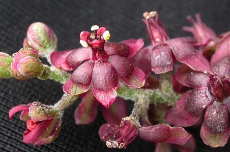 藜芦属