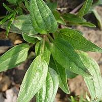 四叶茜草