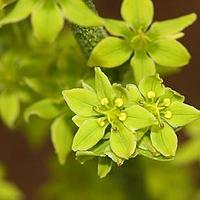 狭叶藜芦