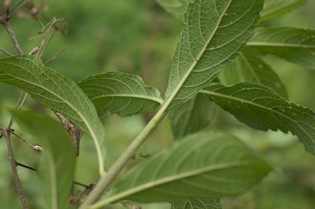 糙叶斑鸠菊