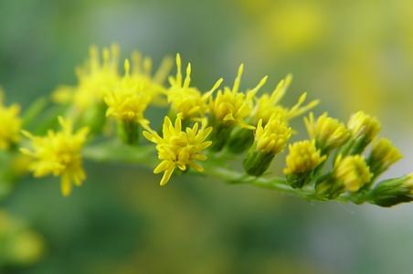 加拿大一枝黄花
