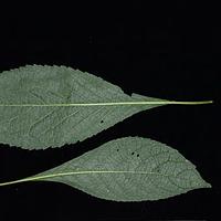 展枝斑鸠菊