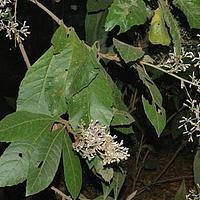 滇缅斑鸠菊