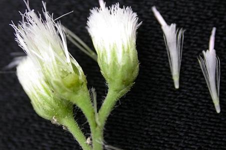 柳叶斑鸠菊