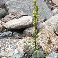 黄金蒿