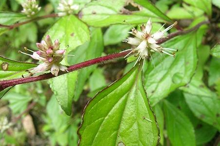 菱叶腹水草 - 图片/介绍/花期/花语/知识 - 千草植物