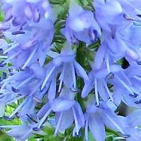 管花腹水草