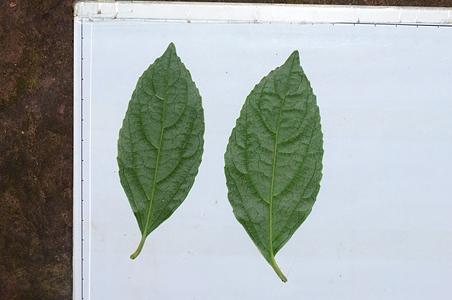 短筒荚蒾
