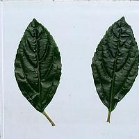 短筒荚蒾