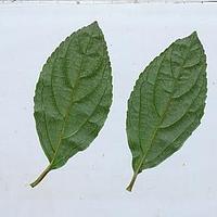 短筒荚蒾