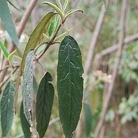醉鱼草状荚蒾