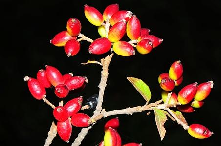 修枝荚蒾