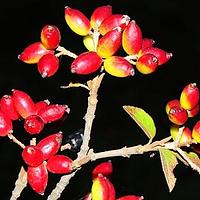 修枝荚蒾