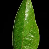 光果荚蒾