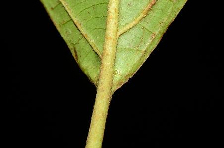 光果荚蒾