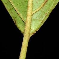 光果荚蒾