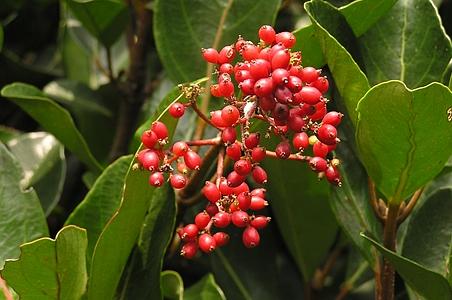 珊瑚树