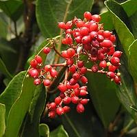 珊瑚树