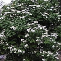 欧洲荚蒾