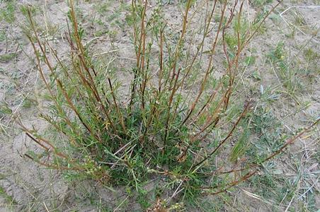 沙蒿- 图片/介绍/花期/花语/知识 - 千草植物