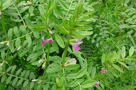 野豌豆