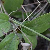 四叶茜草