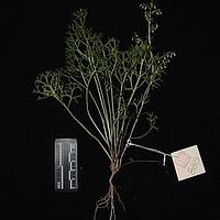 滨艾 - 图片/介绍/花期/花语/知识 - 千草植物