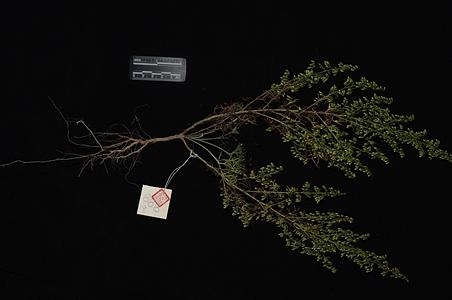 滨艾 - 图片/介绍/花期/花语/知识 - 千草植物
