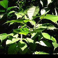 越南牡荆