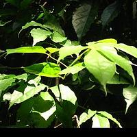 越南牡荆