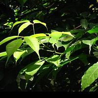 越南牡荆