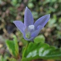 蓝花参