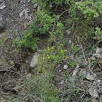 隆子荛花