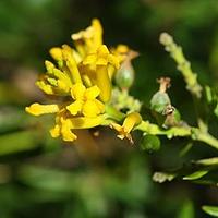 轮叶荛花
