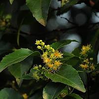 柞木属