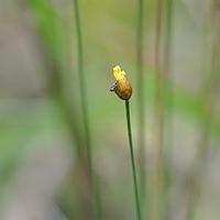 葱草