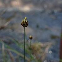 葱草