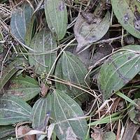 四叶茜草