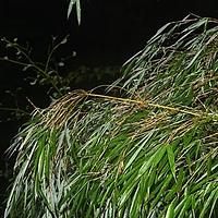 灰绿玉山竹
